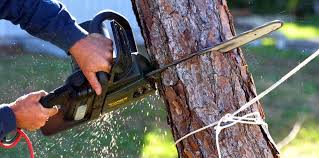 Trusted Lexington Hills, CA  Tree Services Experts